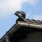 Dachdeckerarbeiten der Firma Brauner
